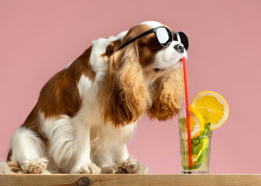 Top 5 Must-Have Accessories for Happy, Healthy Dogs