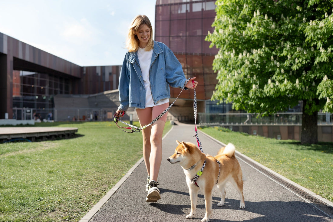 The Ultimate Guide to Walking Your Dog Safely