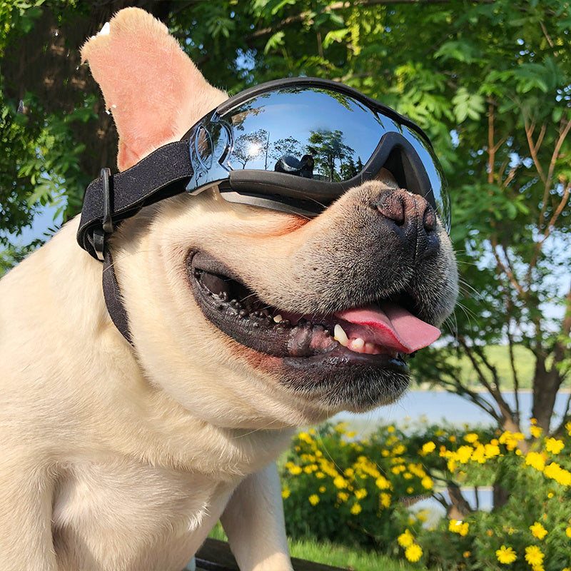 Front view of windproof dog sunglasses